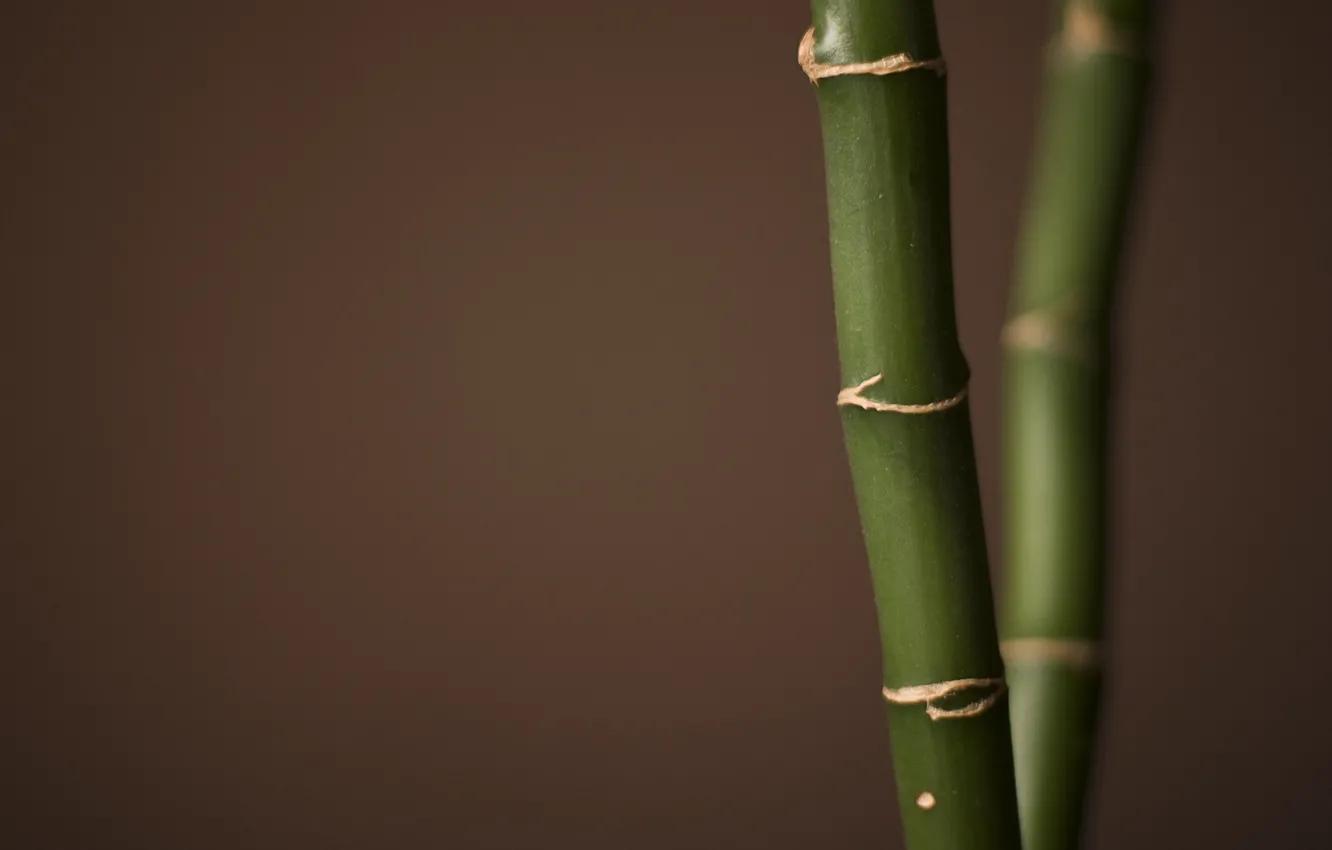 Фото обои макро, бамбук