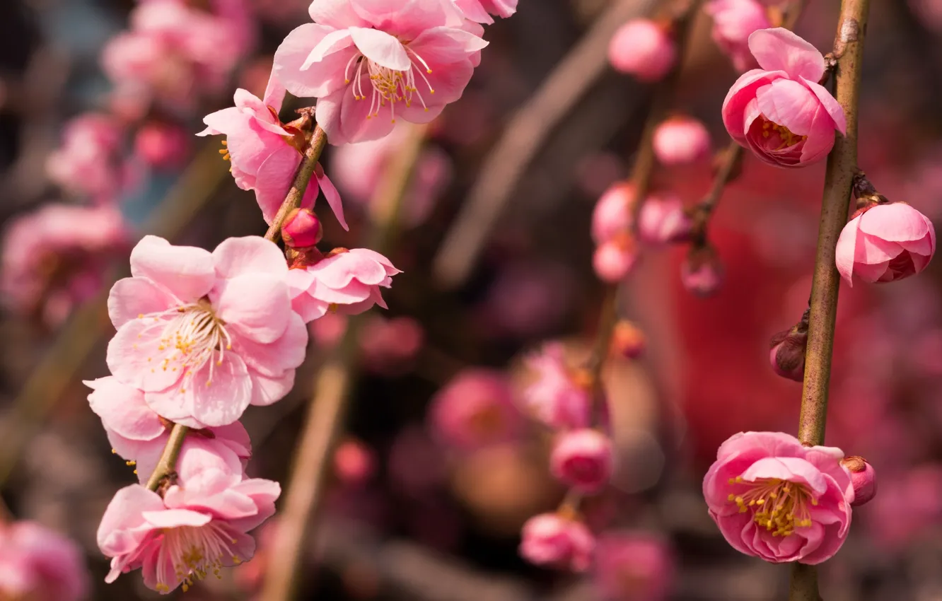 Фото обои макро, ветки, дерево, розовый, весна, цветение, слива