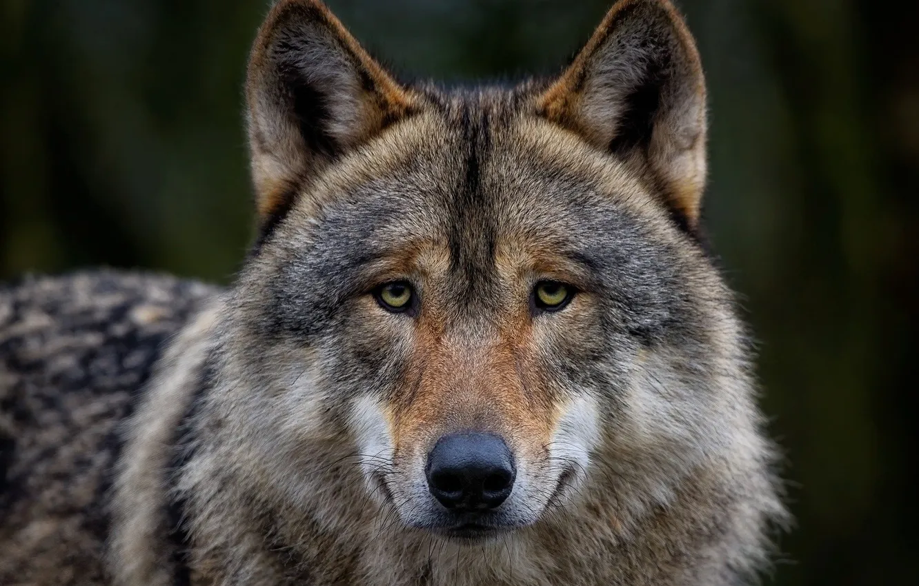 Фото обои nature, snow, predator, face, animal, wolf, wildlife, portrait