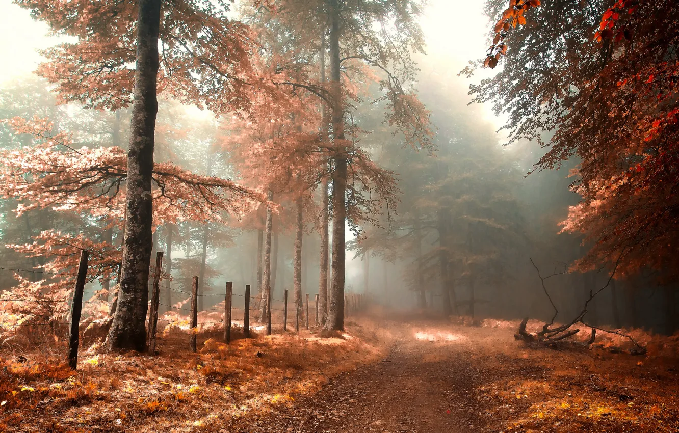 Фото обои дорога, осень, лес, туман, ограда