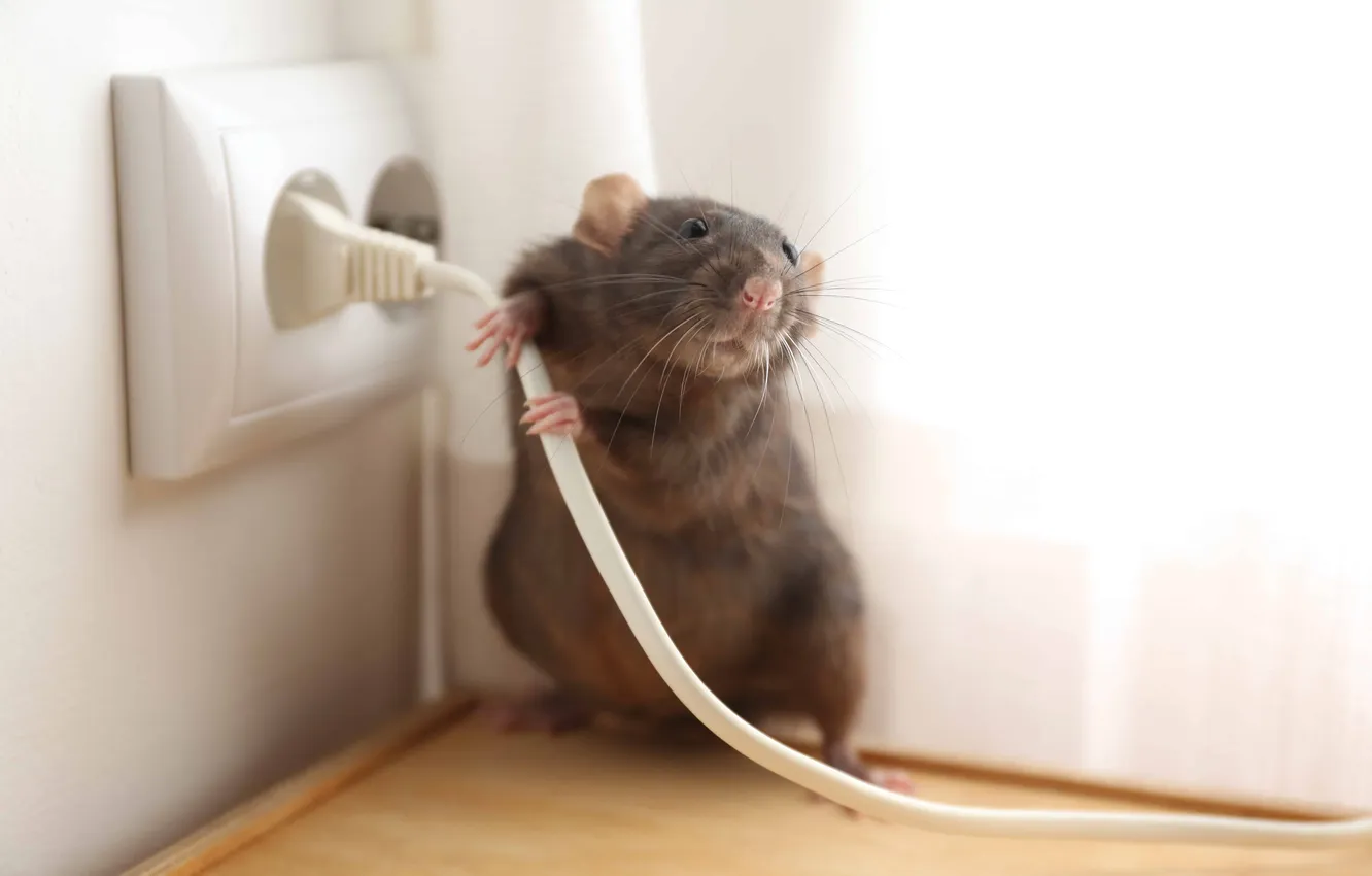 Фото обои power, problem, wire, pet, rat, rodent, small, threat