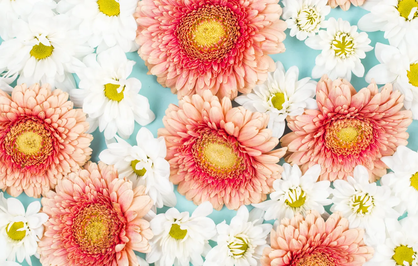 Фото обои цветы, фон, white, герберы, pink, flowers, background