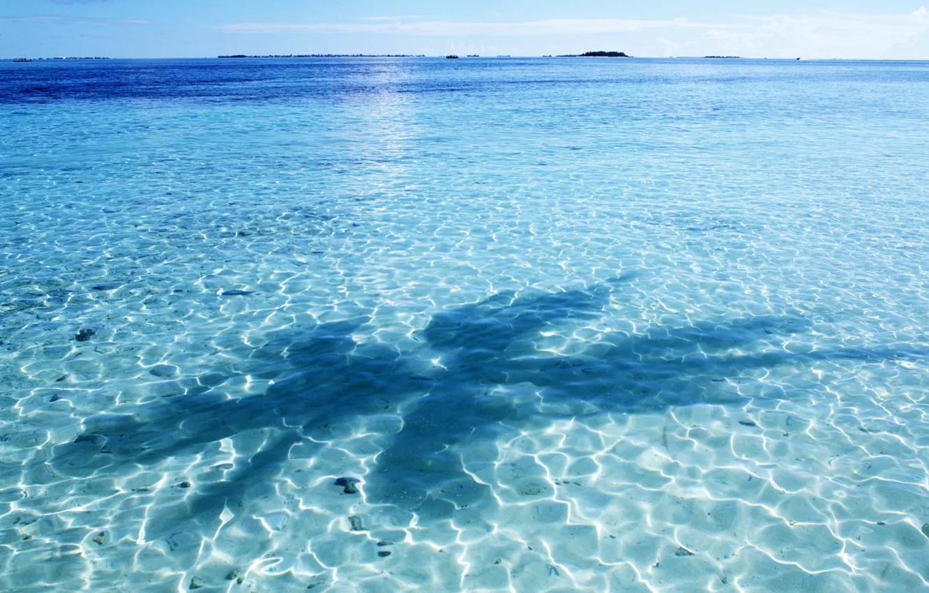 Фото обои вода, синий, пальма, тень