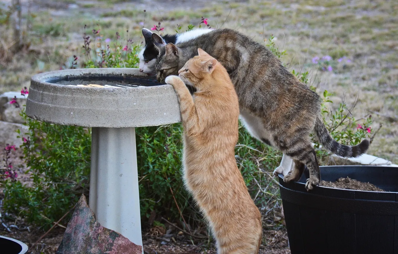 Фото обои кошки, жажда, коты, водопой