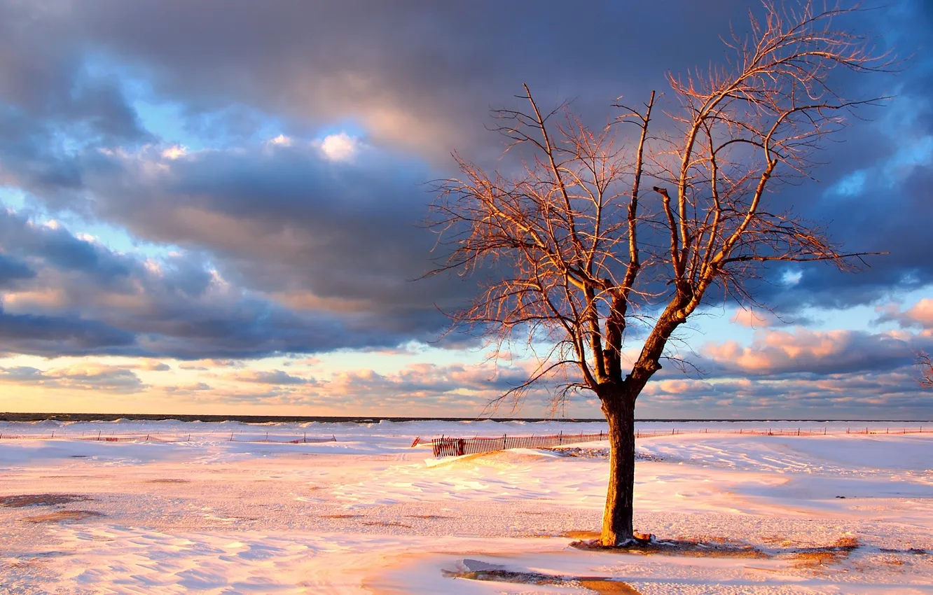 Фото обои зима, море, небо, вода, снег, деревья, фото, дерево