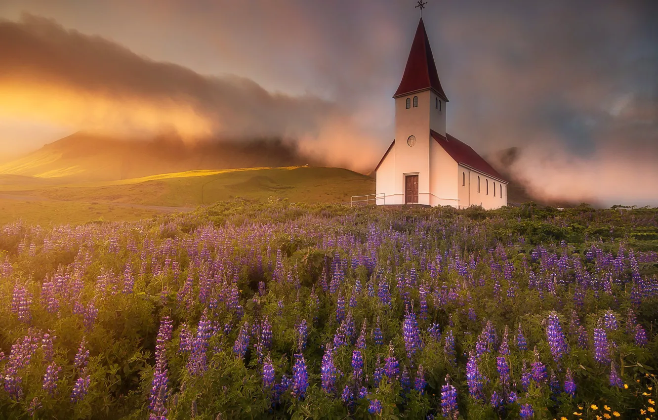 Фото обои поле, цветы, туман, деревня, церковь, Исландия, люпины, Вик