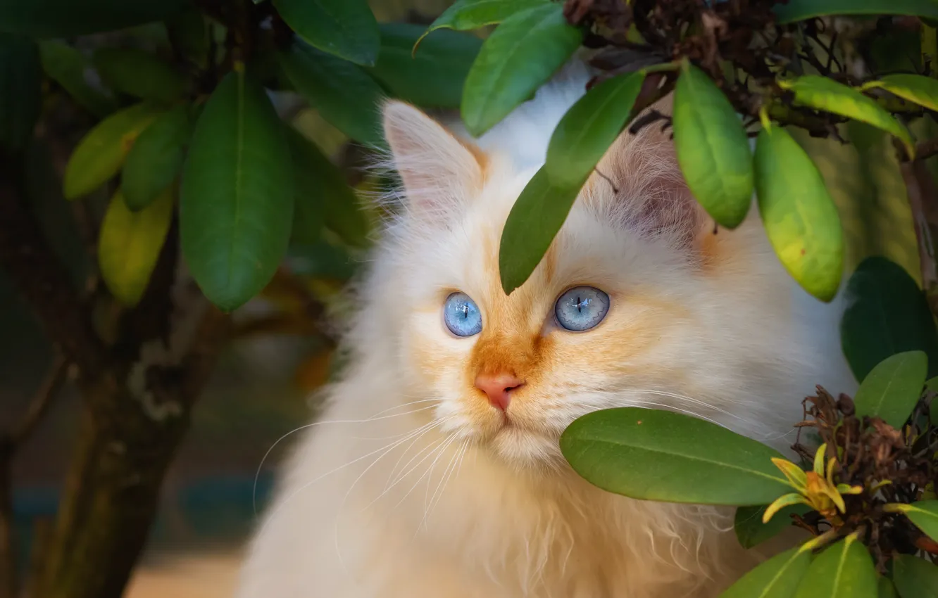 Фото обои кошка, кот, взгляд, листья, ветки, котенок, портрет, пушистый