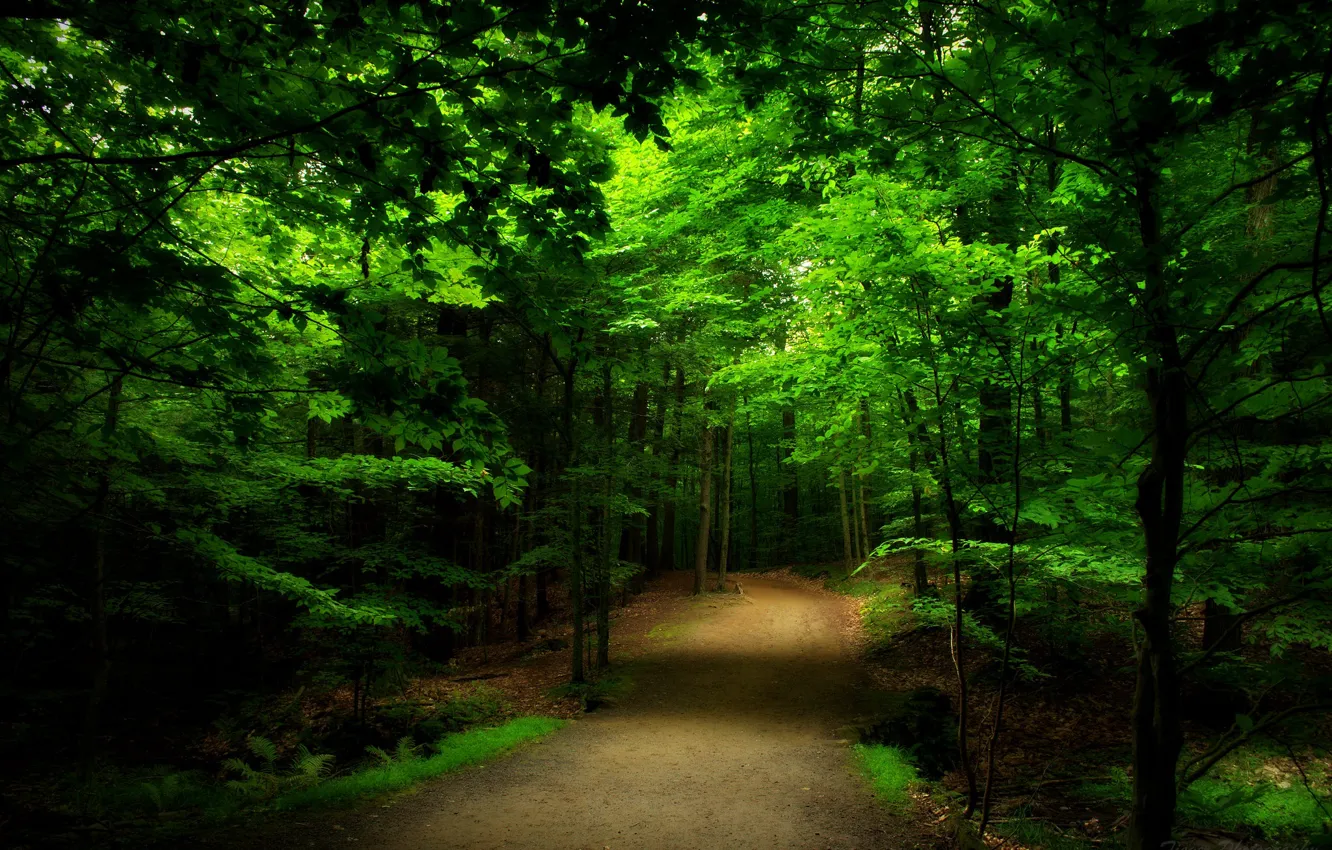 Фото обои forest, road, trees, nature