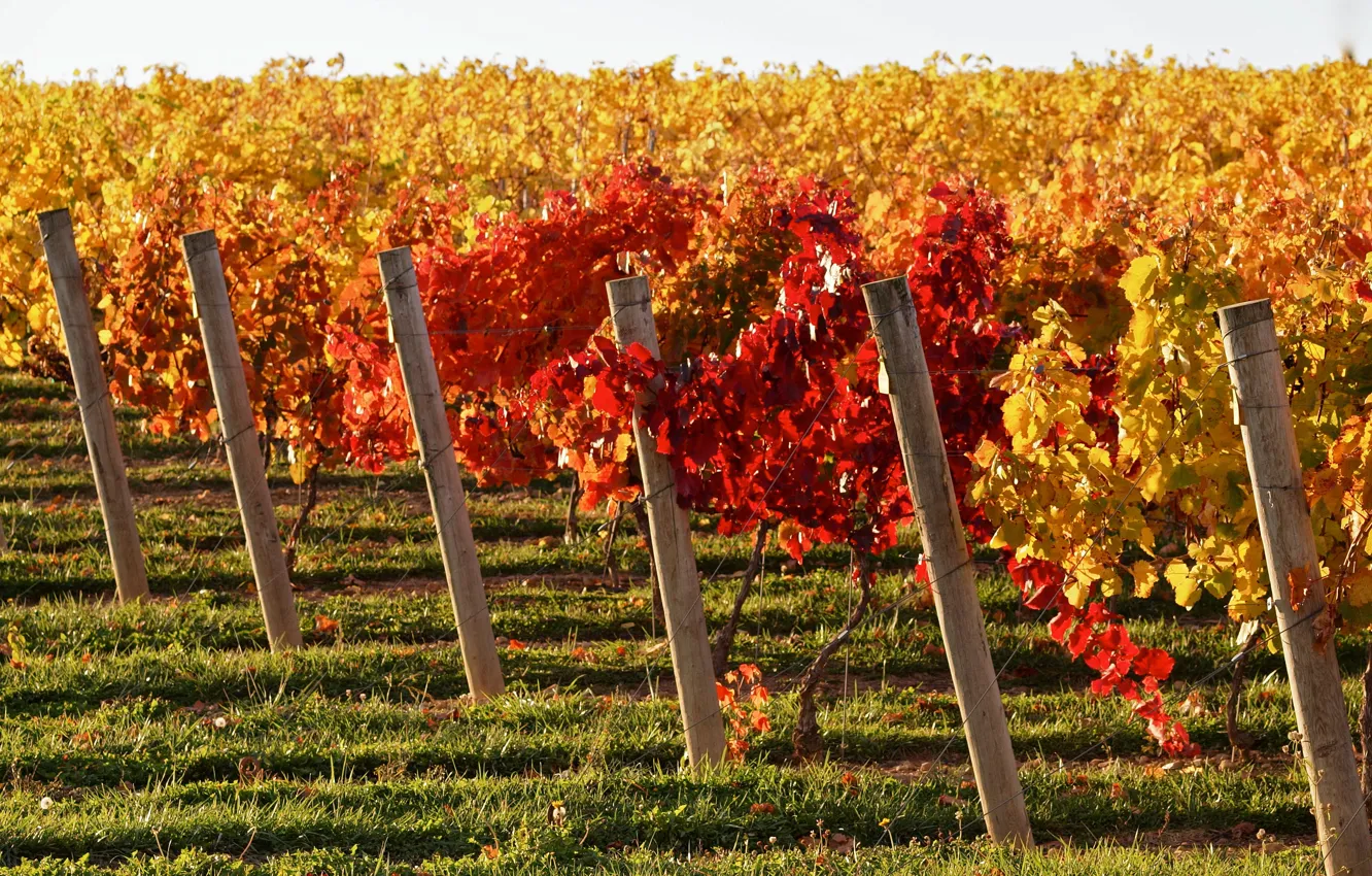 Фото обои wine, vineyard, vitis vinifera