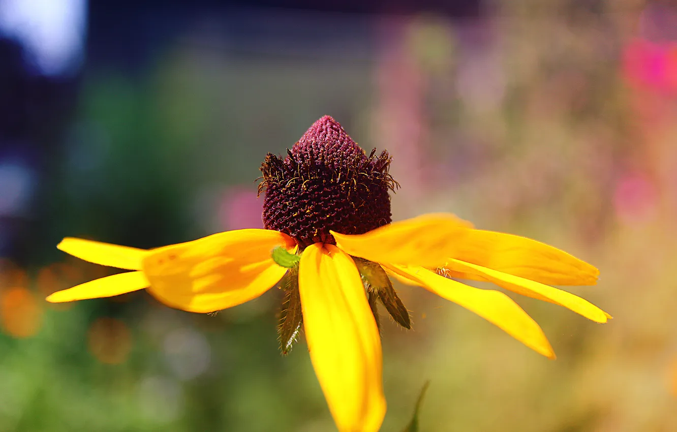 Фото обои цветок, лето, солнце, flower, Рудбекия