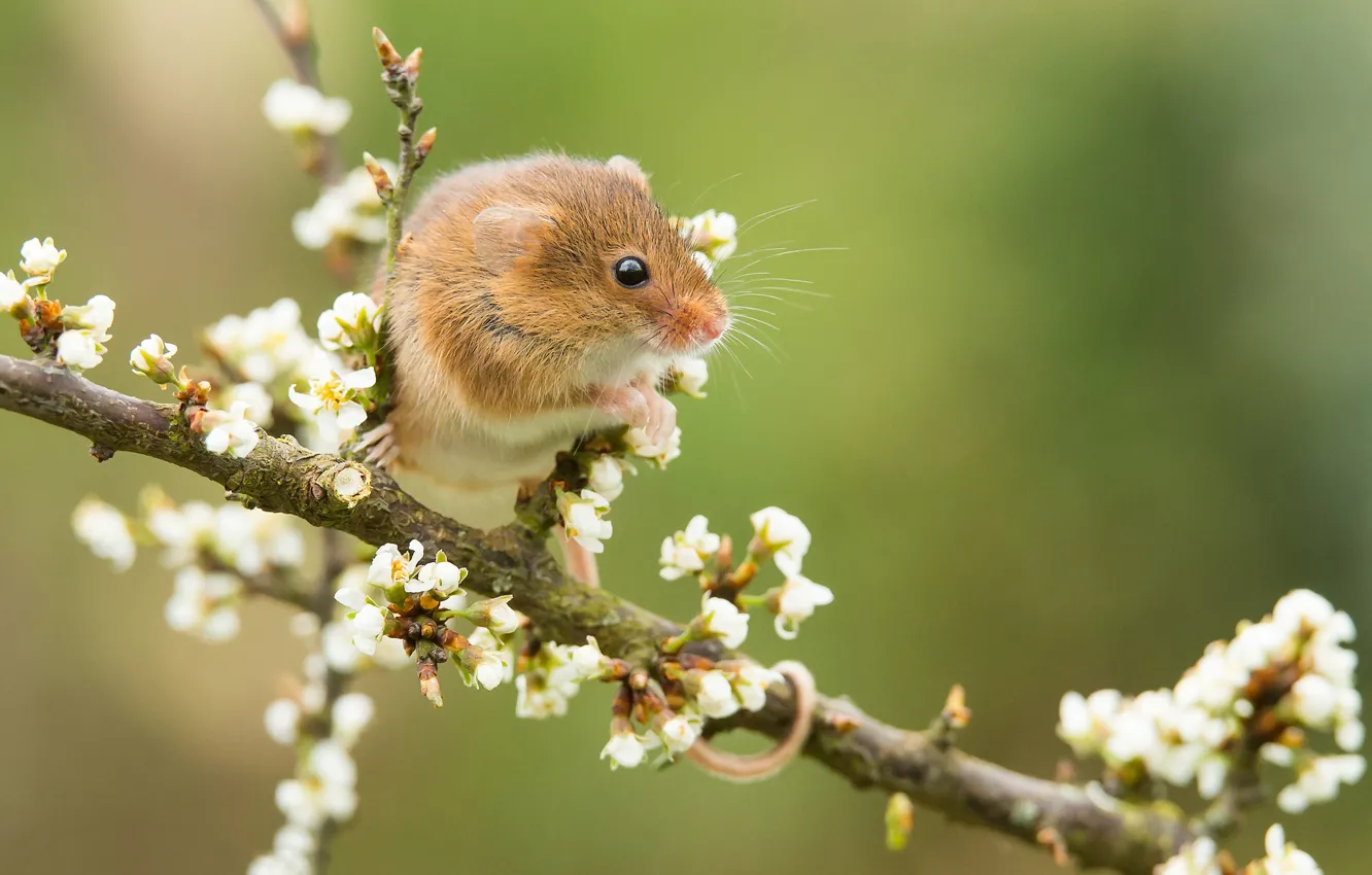 Фото обои ветка, мышка, цветение, боке, грызун, Мышь-малютка, Harvest mouse