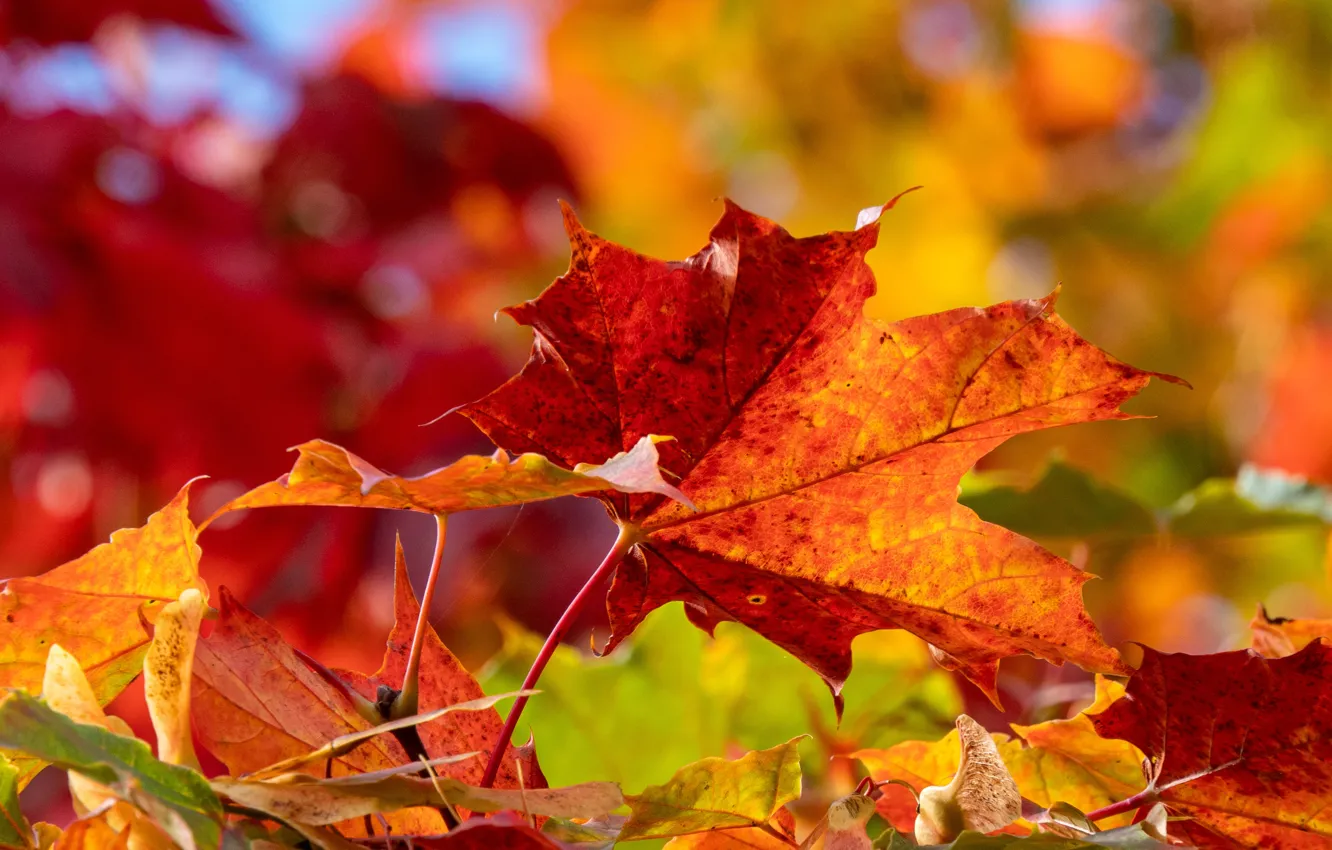 Фото обои осень, листья, макро, кленовые листья, боке