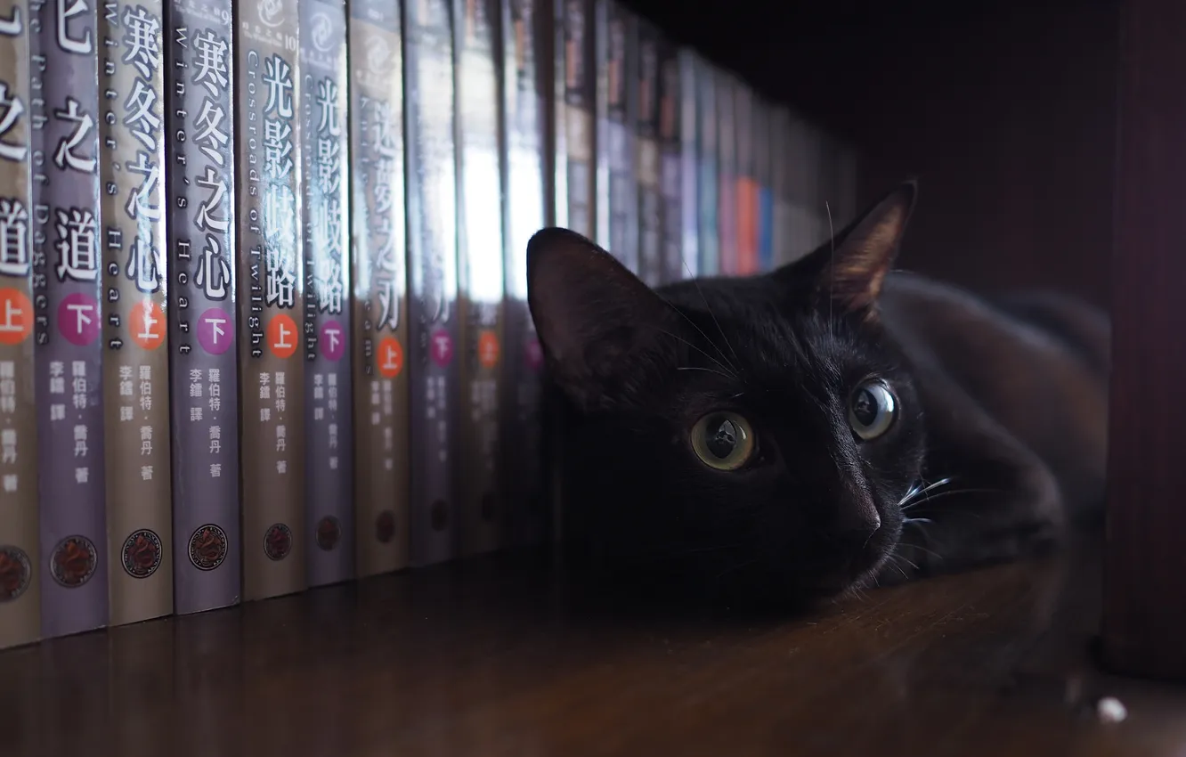 Фото обои книги, полка, чёрный кот