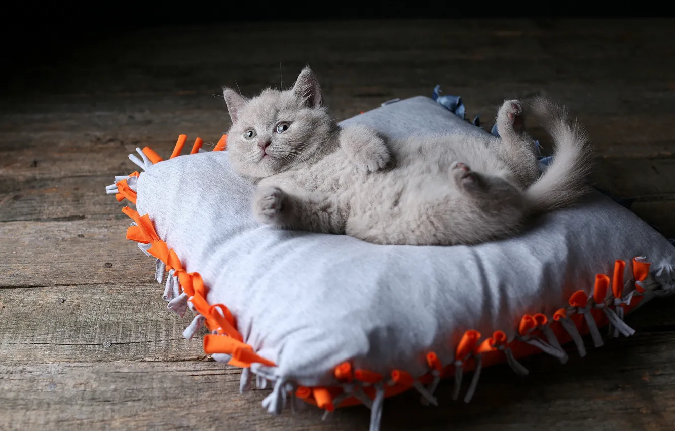 Фото обои кошка, котенок, лапки, лежит, подушка, британский