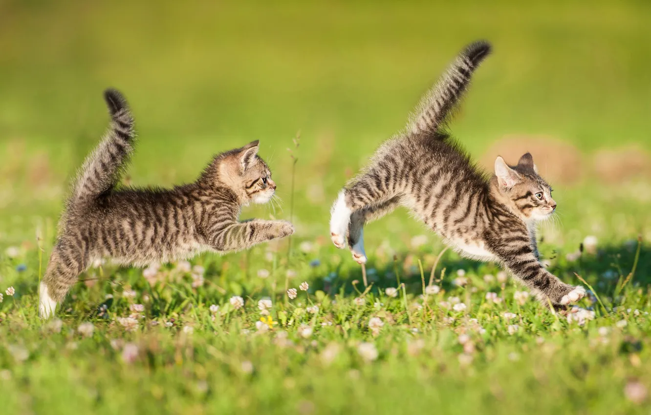 Фото обои игра, котята, парочка, лужайка, двойняшки, хвостики, догонялки