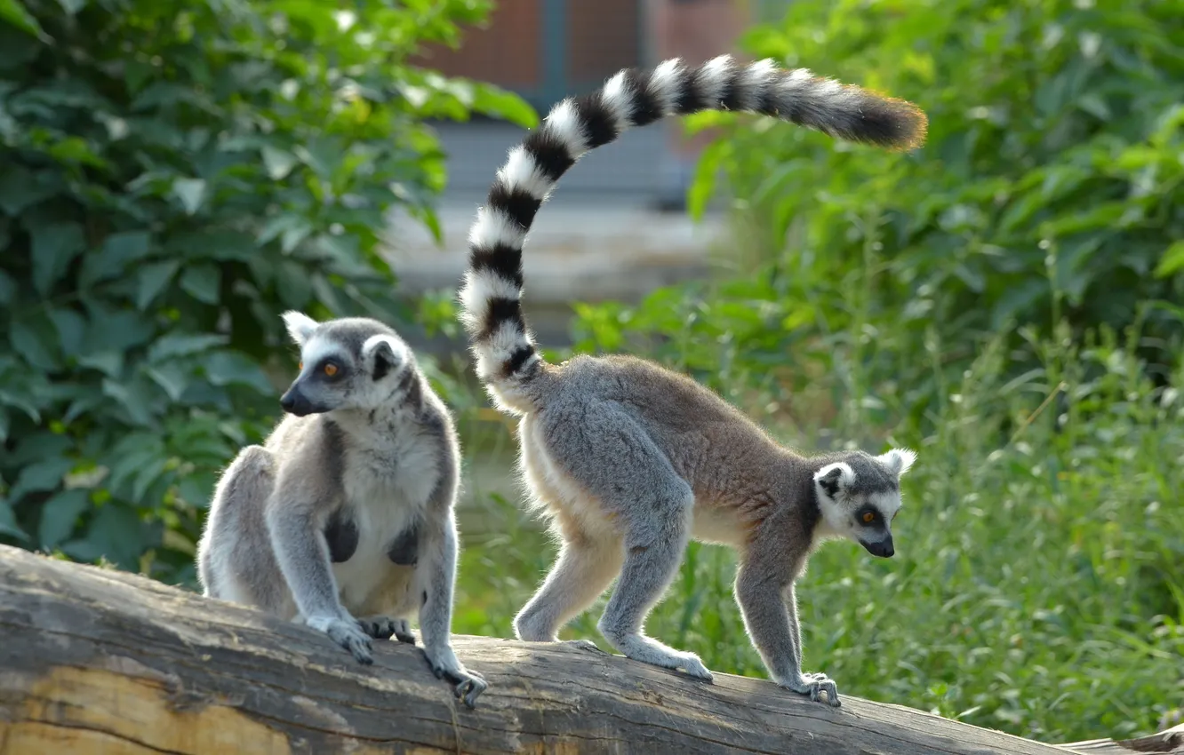 Фото обои животные, лемуры, lemur catta