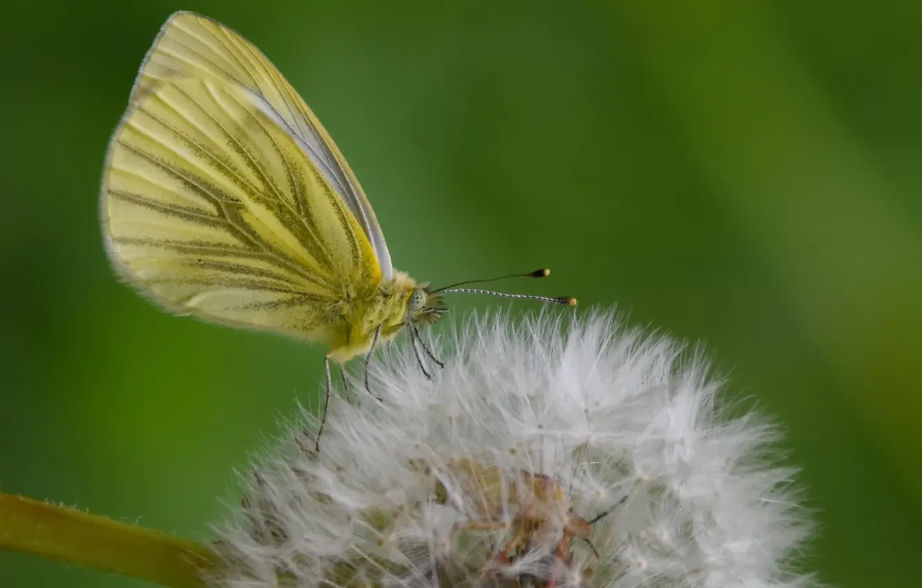 Фото обои макро, бабочка, весна