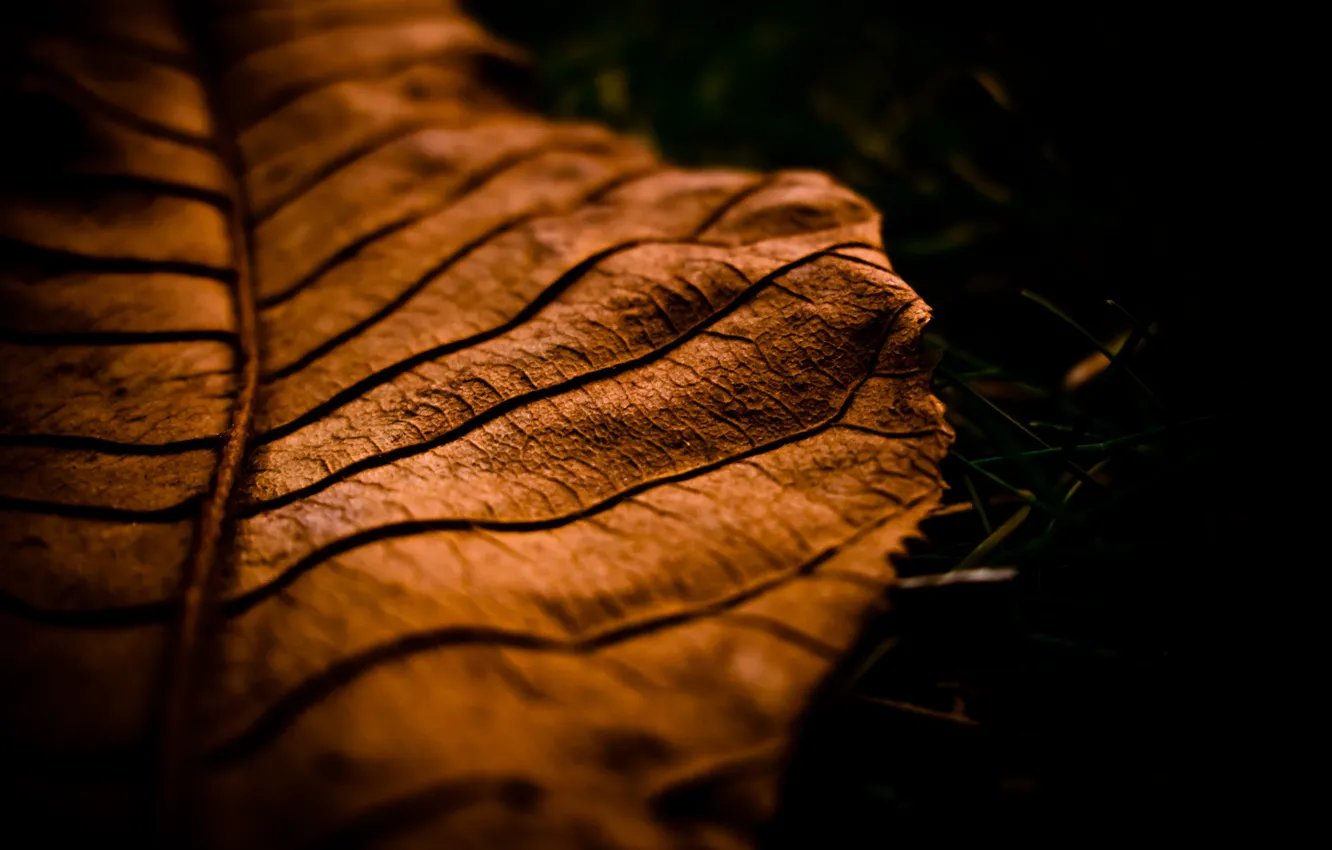 Фото обои осень, макро, лист, autumn, macro leaf