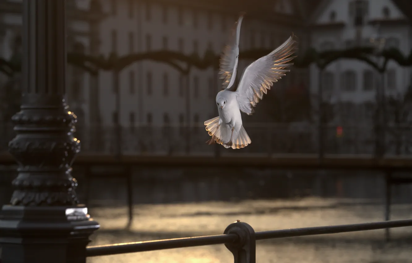 Фото обои полет, город, темный фон, птица, чайки