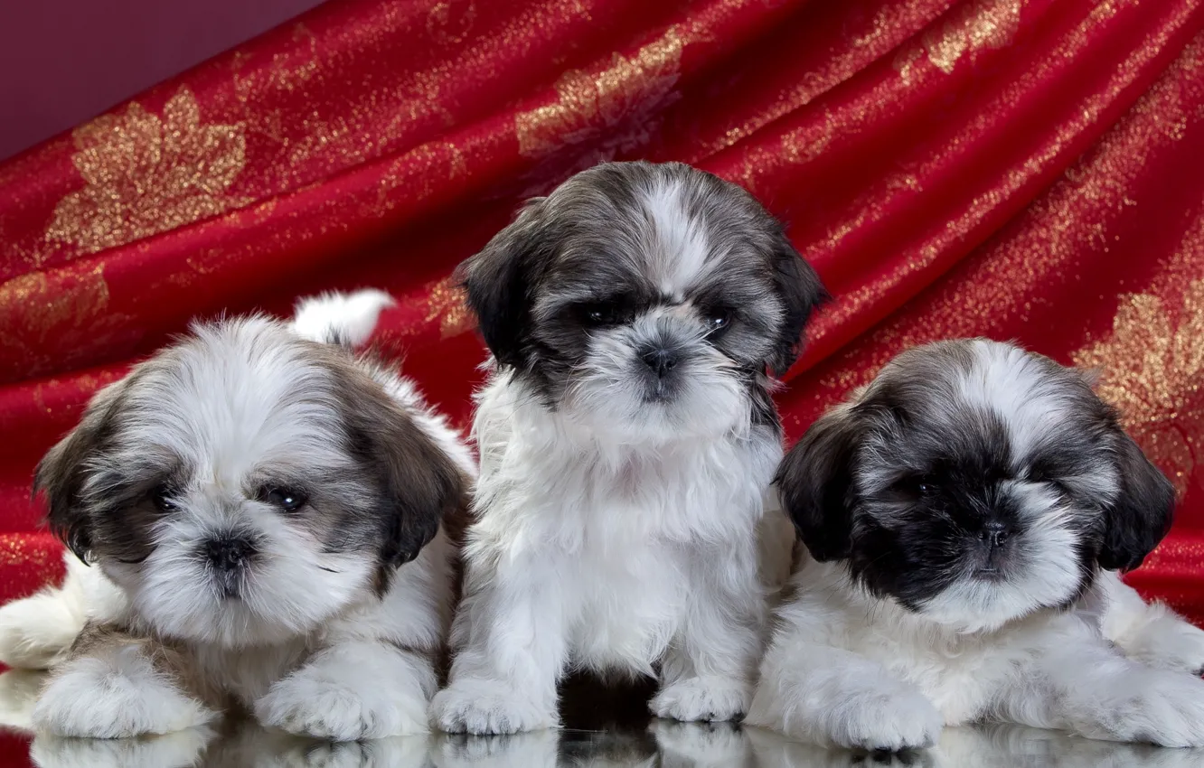 Фото обои щенки, трио, ши-тцу