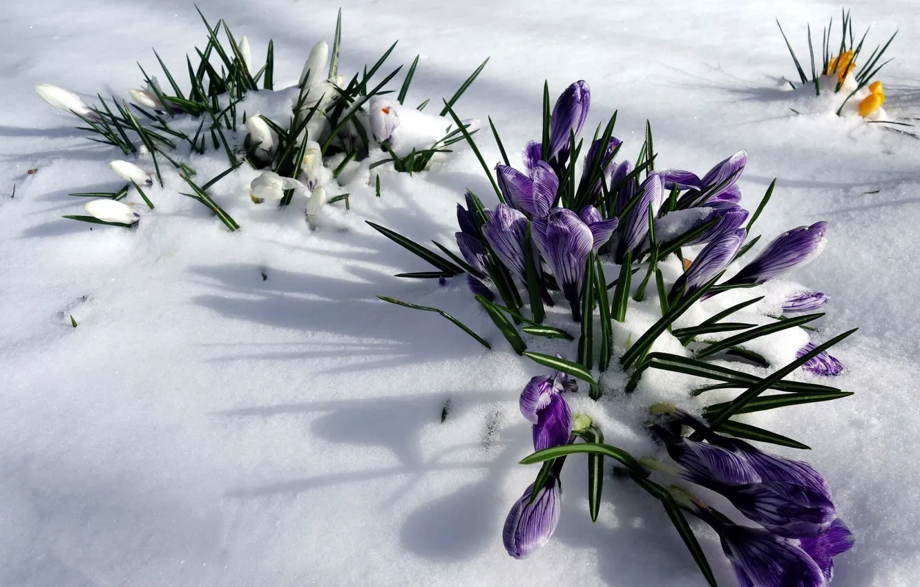 Фото обои снег, природа, весна, крокусы