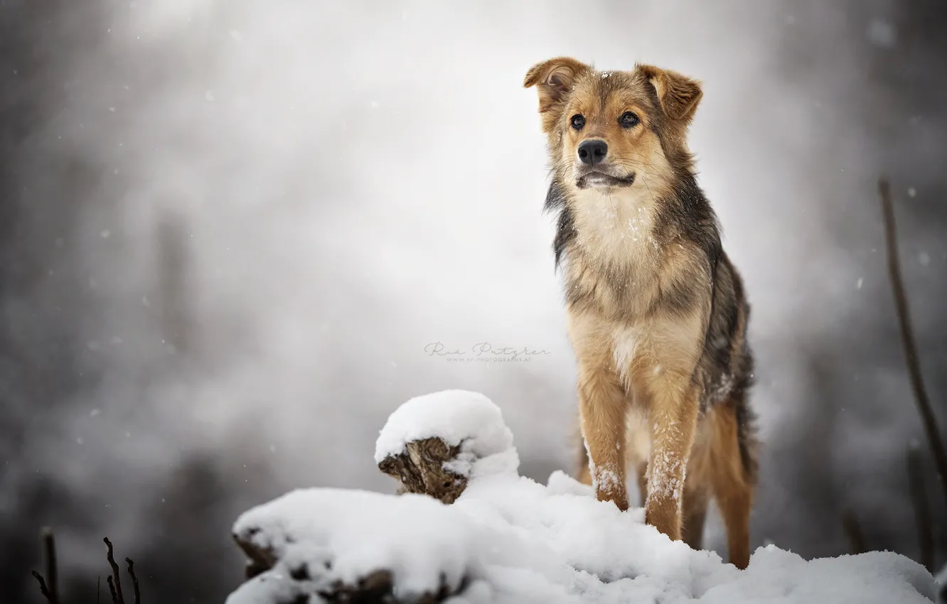 Фото обои зима, взгляд, собака