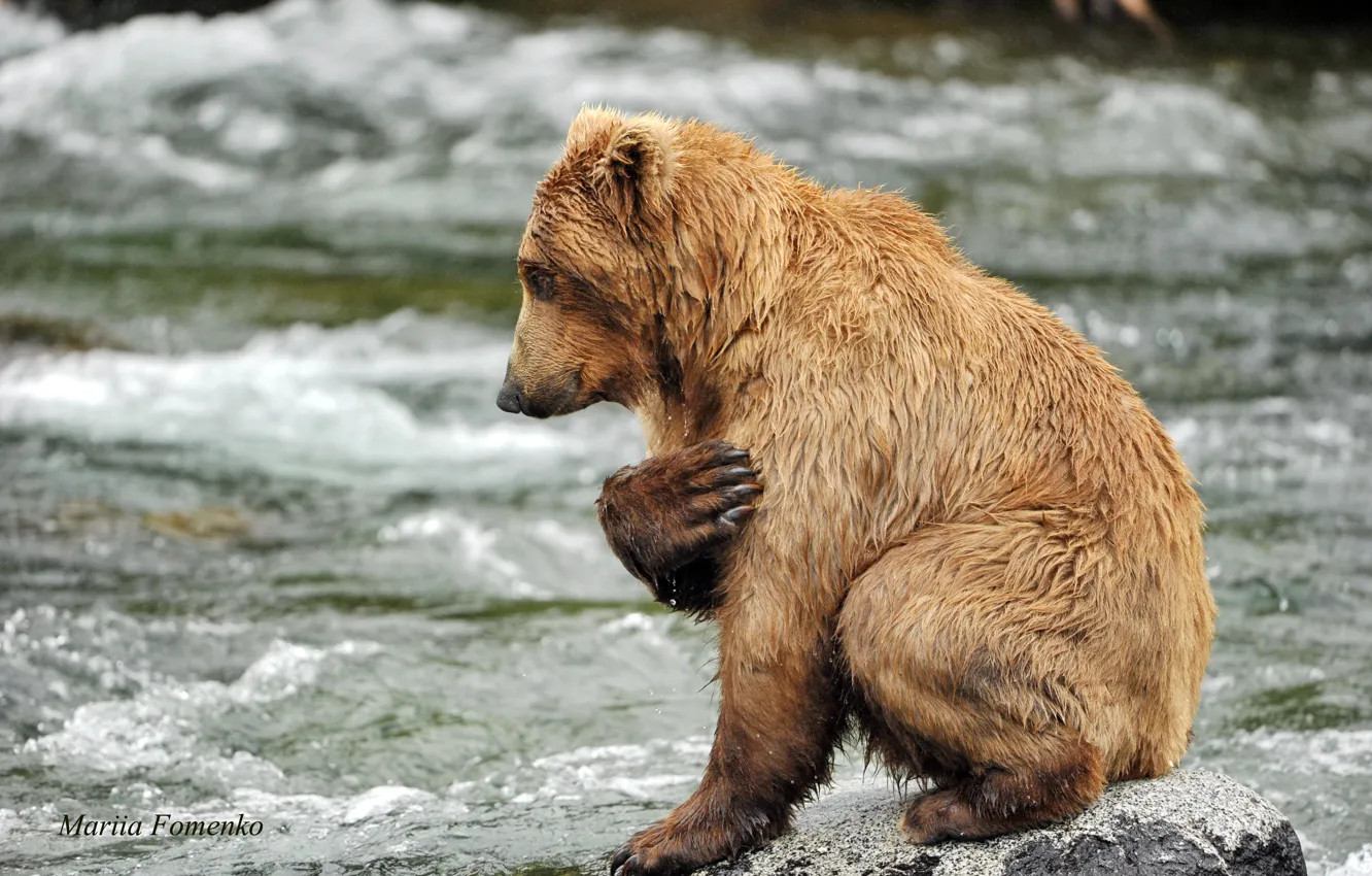 Фото обои вода, река, камни, животное, хищник, медведь, молитва, Mariia Fomenko