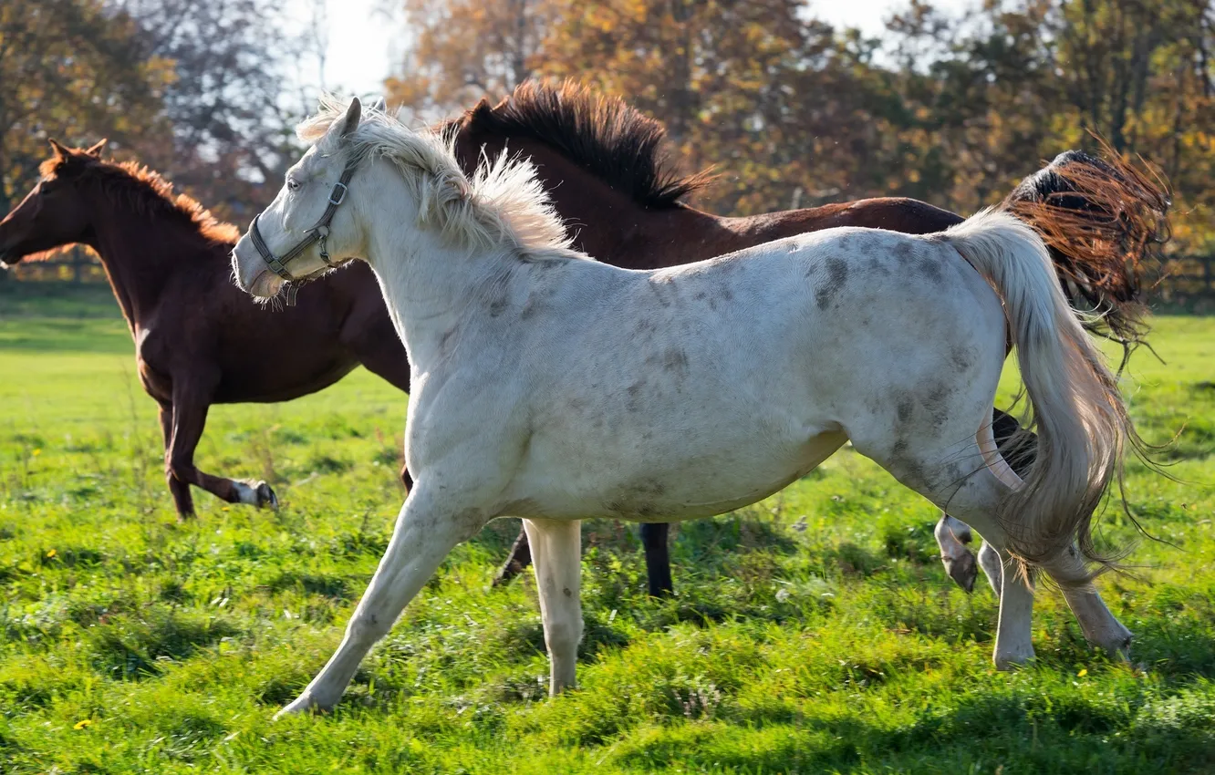 Фото обои кони, лошади, бег, грива, хвост, профиль, трио, загон