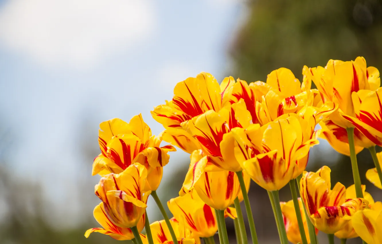 Фото обои желтые, тюльпаны, красные прожилки