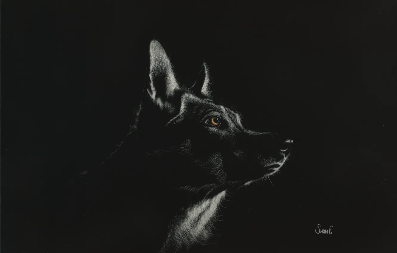 Фото обои темный фон, волк, by shonechacko