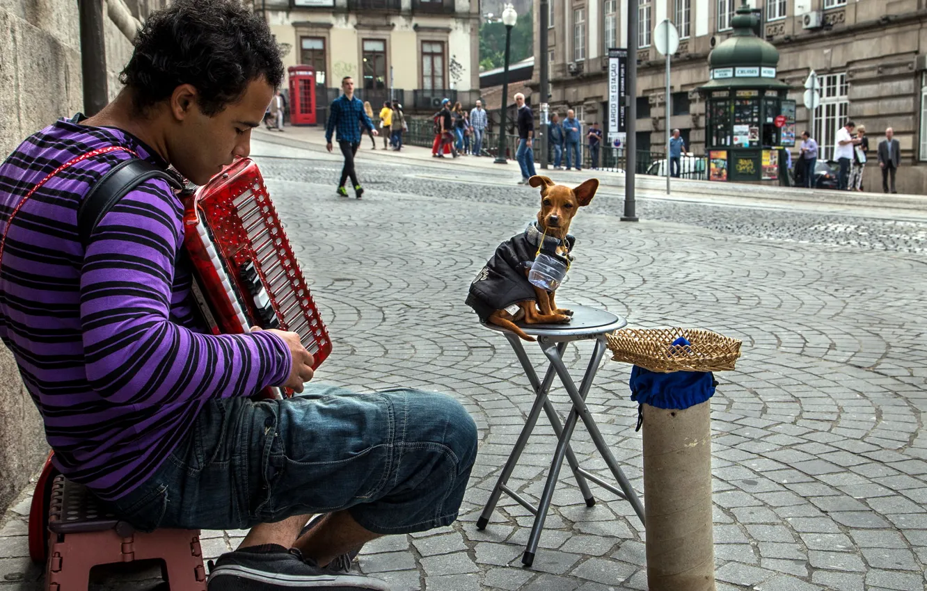 Фото обои музыка, улица, человек, собака