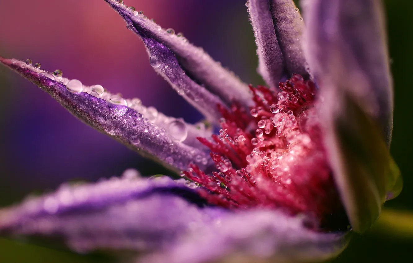 Фото обои цветок, фиолетовый, капли, макро, роса, климатис