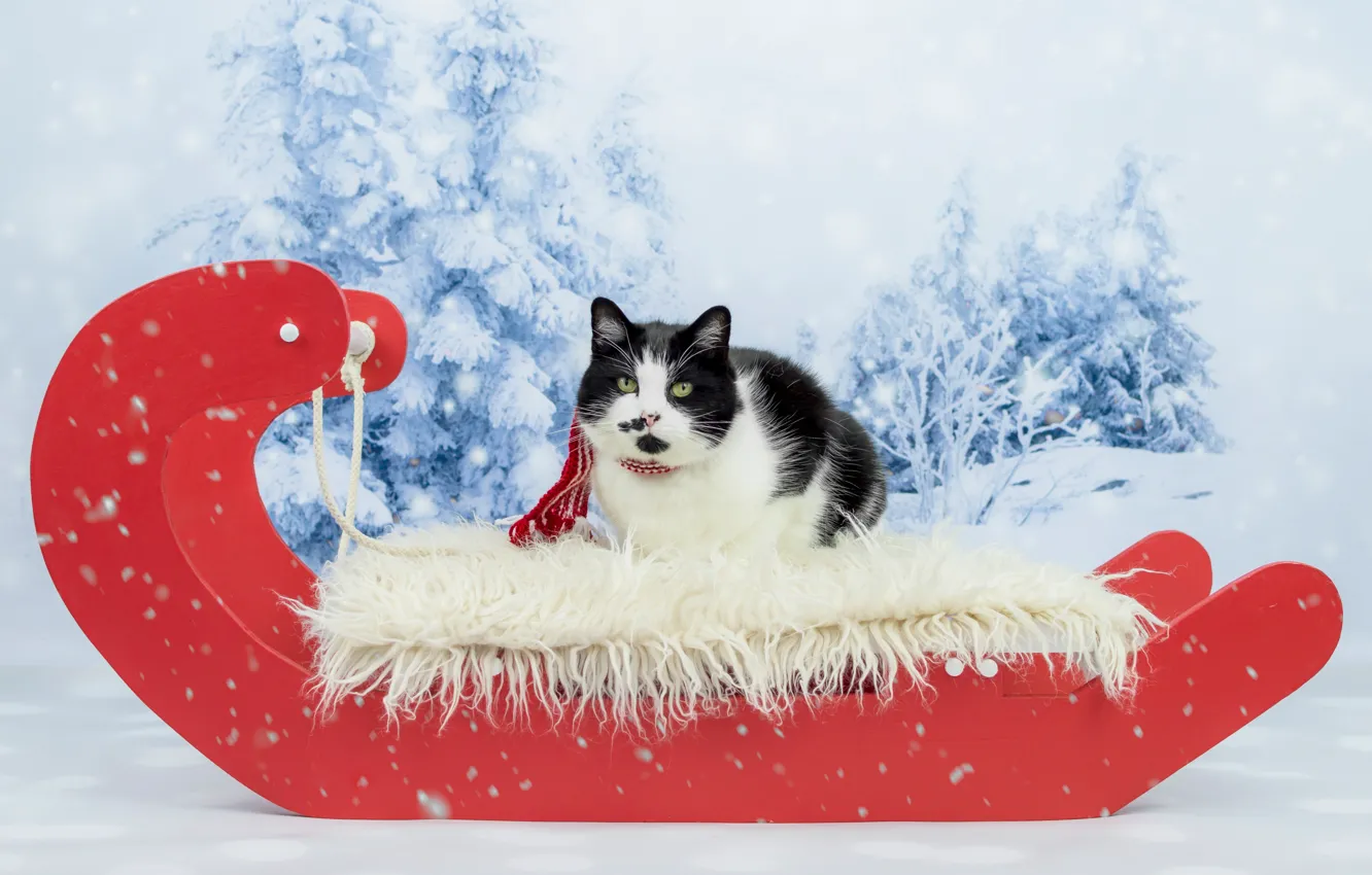 Фото обои зима, лес, кошка, кот, взгляд, снег, красный, черно-белый