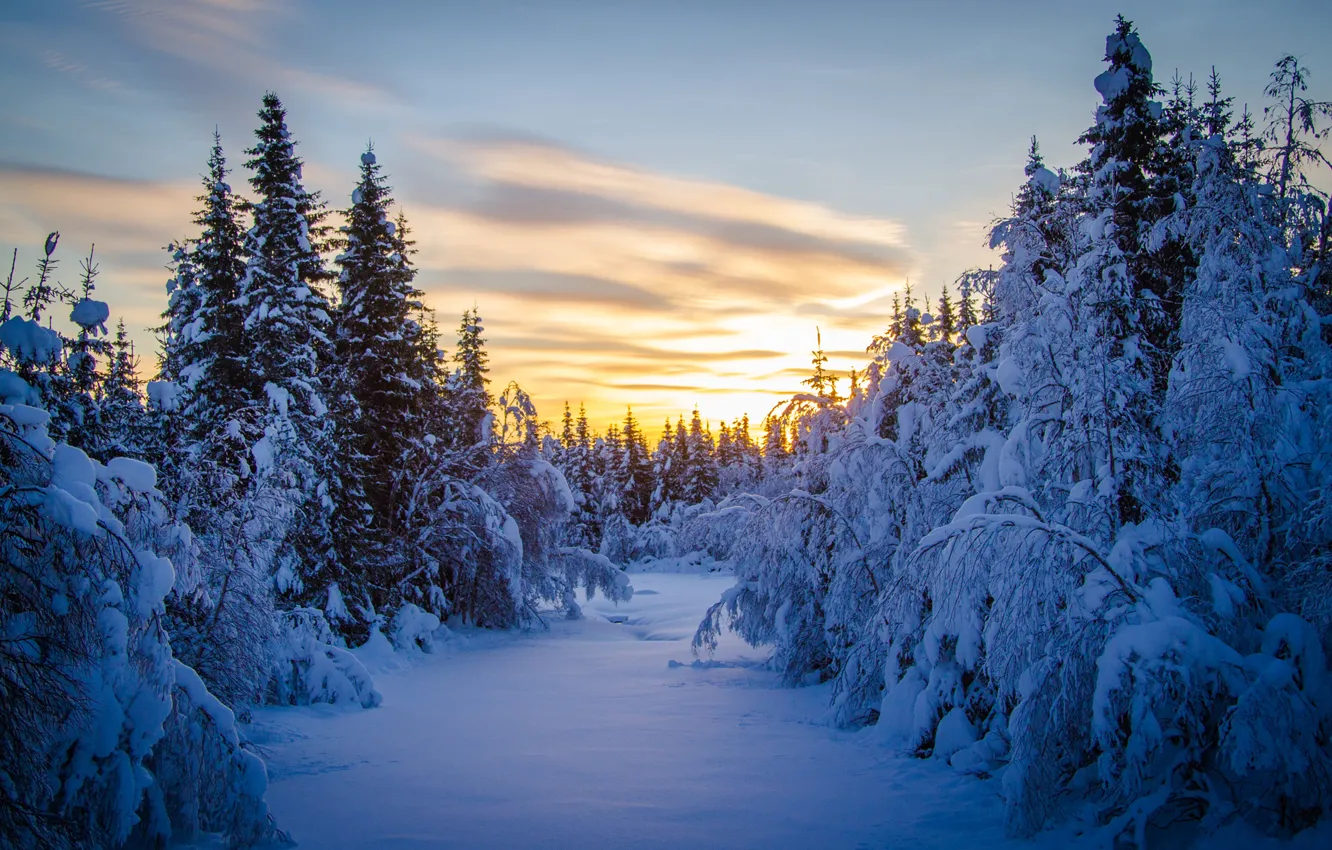Фото обои зима, лес, снег, елки, утро