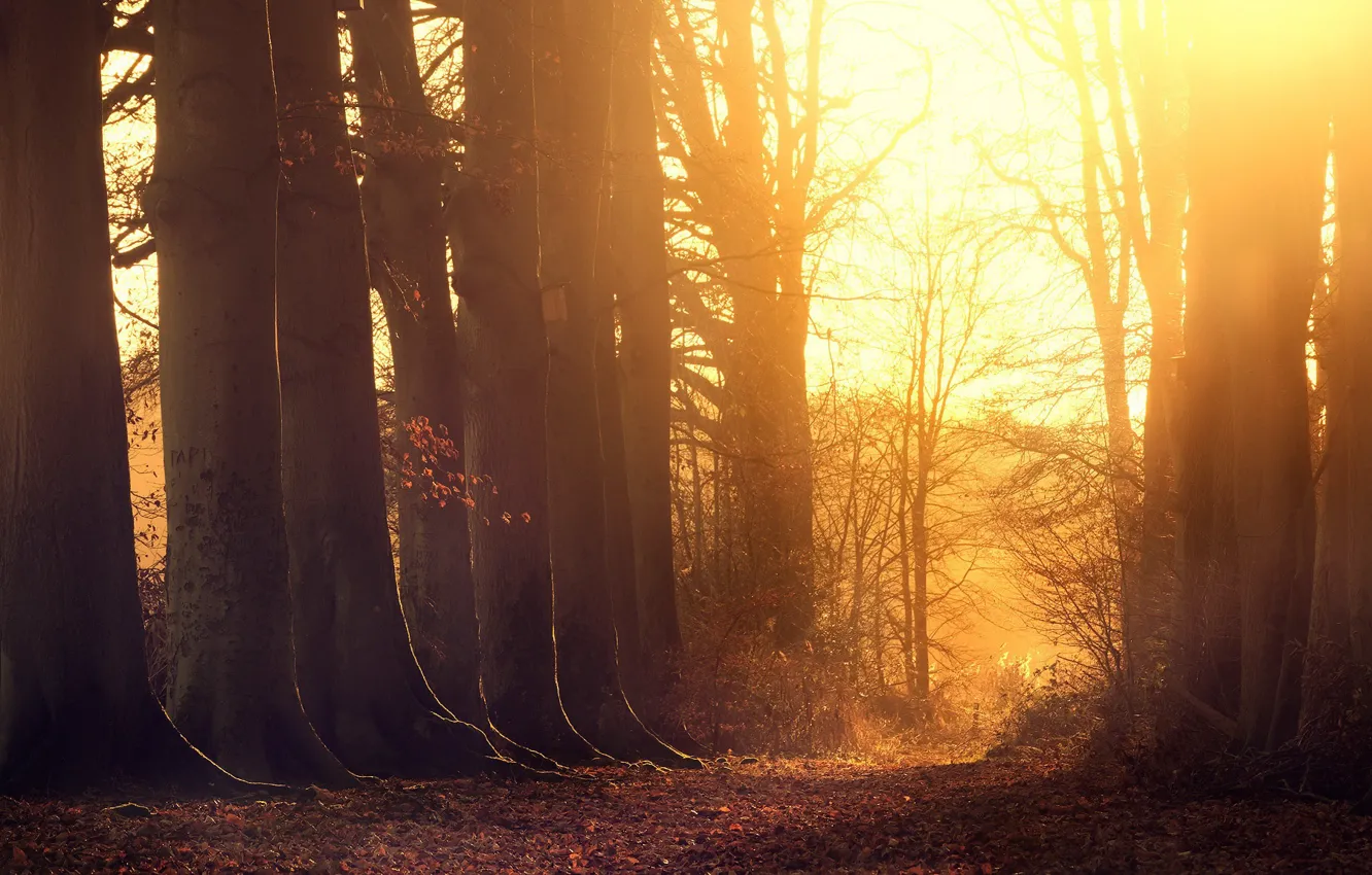 Фото обои закат, природа, парк