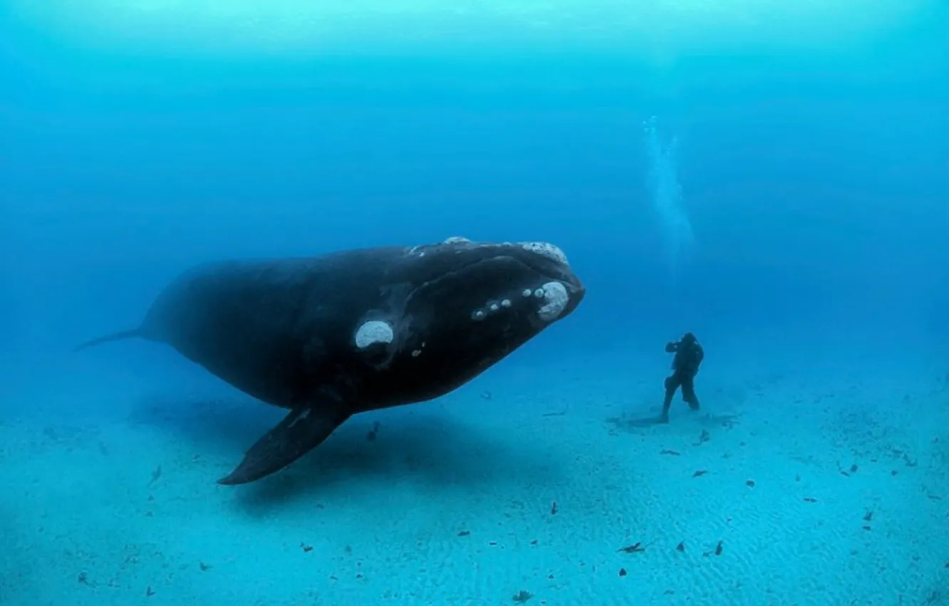Фото обои animal, wildlife, whale, diver, Southern right whale meets diver