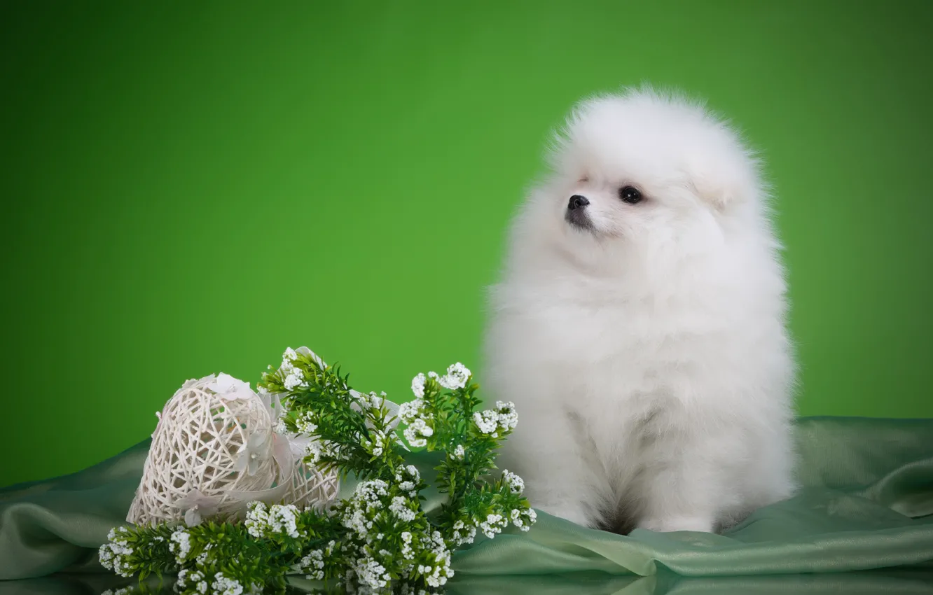 Фото обои белый, цветы, щенок, порода, шпиц