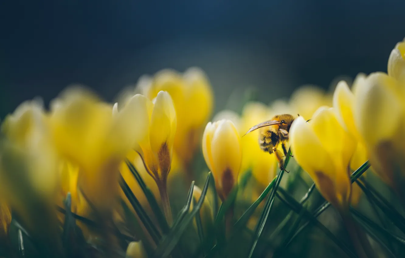 Фото обои макро, желтый, пчела, весна, крокус
