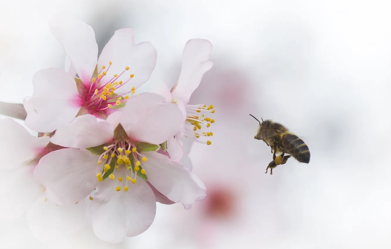 Фото обои цветы, вишня, пчела, ветка