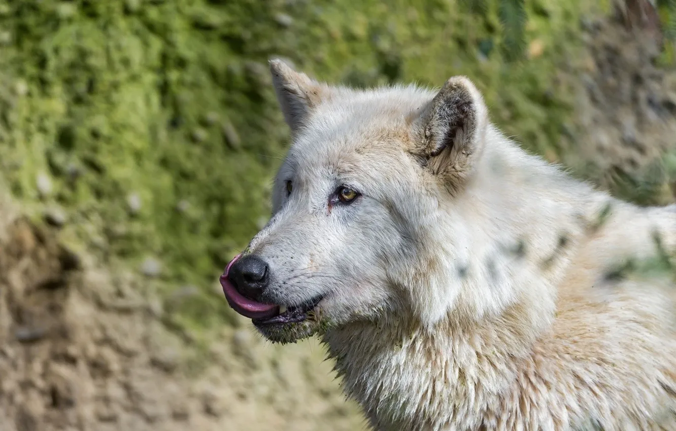 Фото обои язык, волк, хищник, wolf
