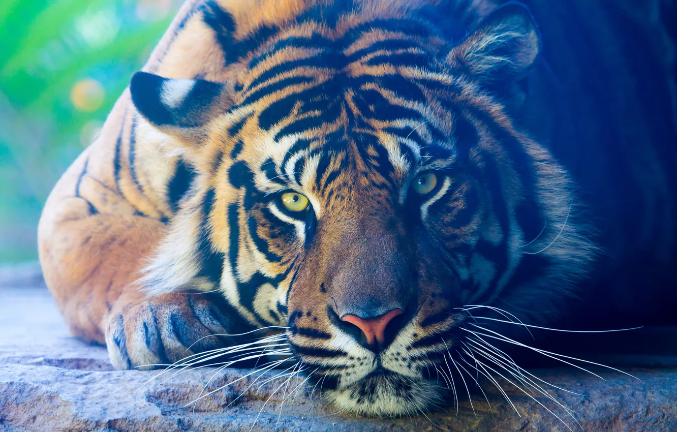 Фото обои взгляд, тигр, животное, хищник, лапы, лежит, окрас