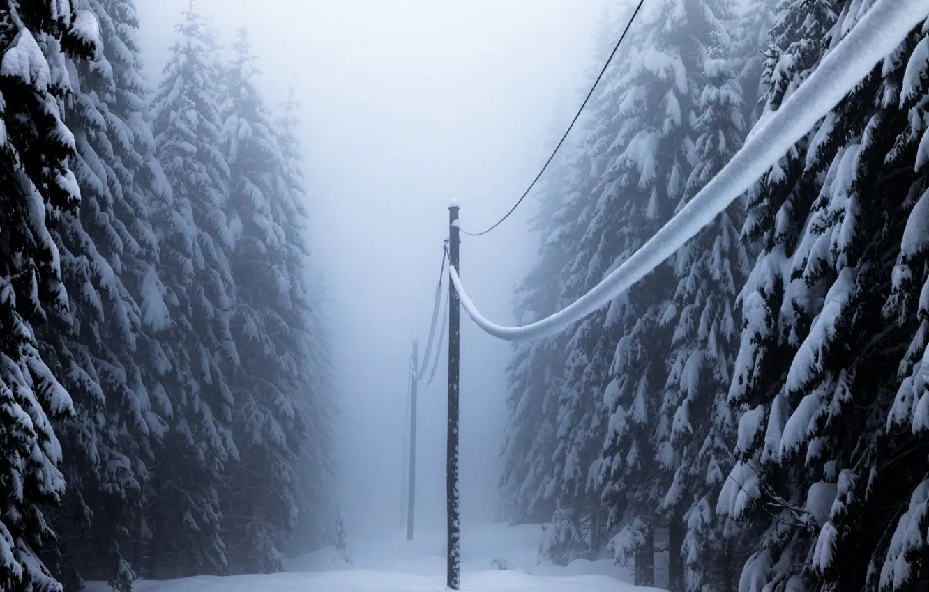 Фото обои зима, лес, снег, лэп