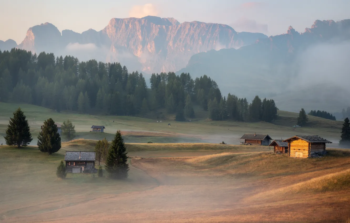 Фото обои поле, лес, горы, туман, утро, коровы, Альпы, пастбище