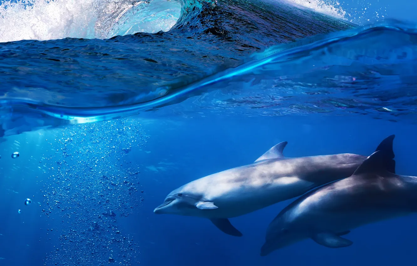 Фото обои море, волна, дельфины