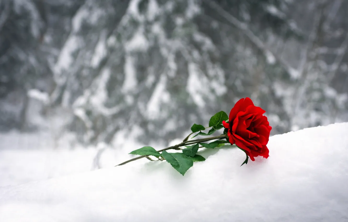 Фото обои снег, роза красная, Un sentiment