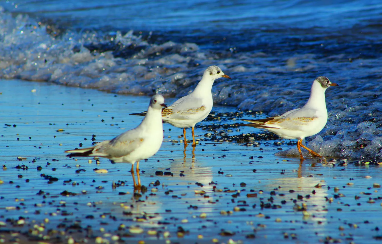 Фото обои beach, bird, seagull