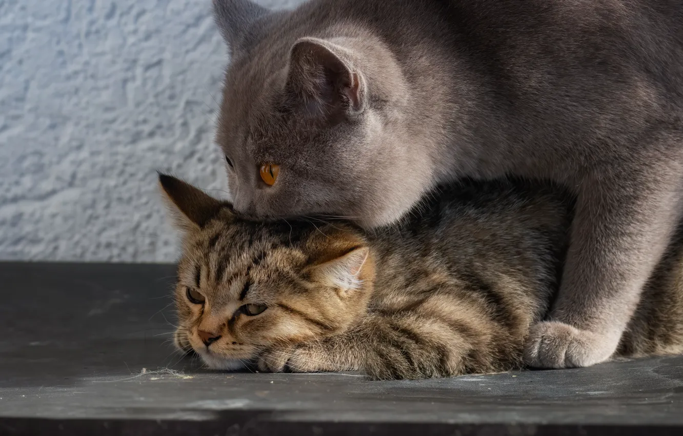 Фото обои кошка, котёнок, Британская короткошёрстная кошка