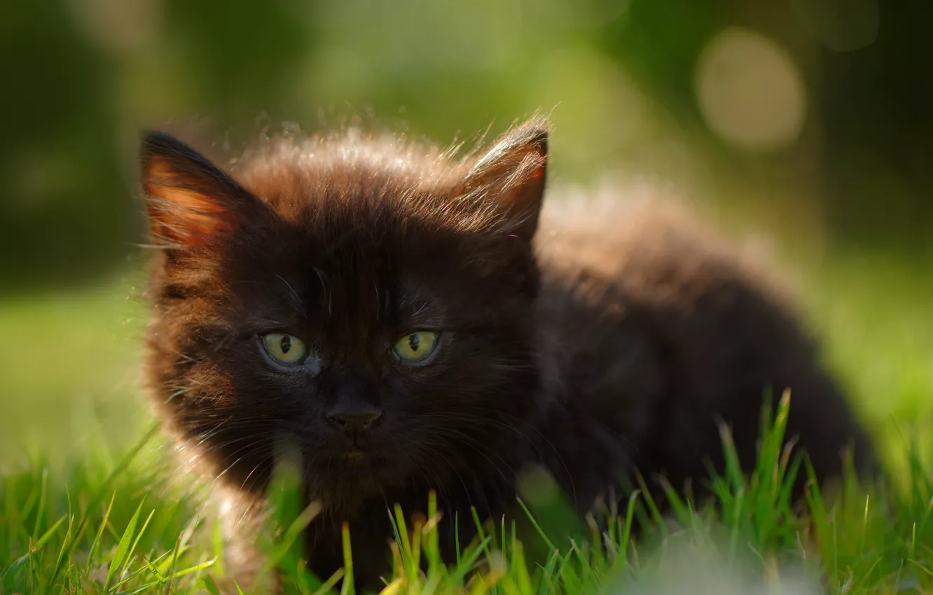 Фото обои трава, взгляд, мордочка, котёнок, чёрный котёнок