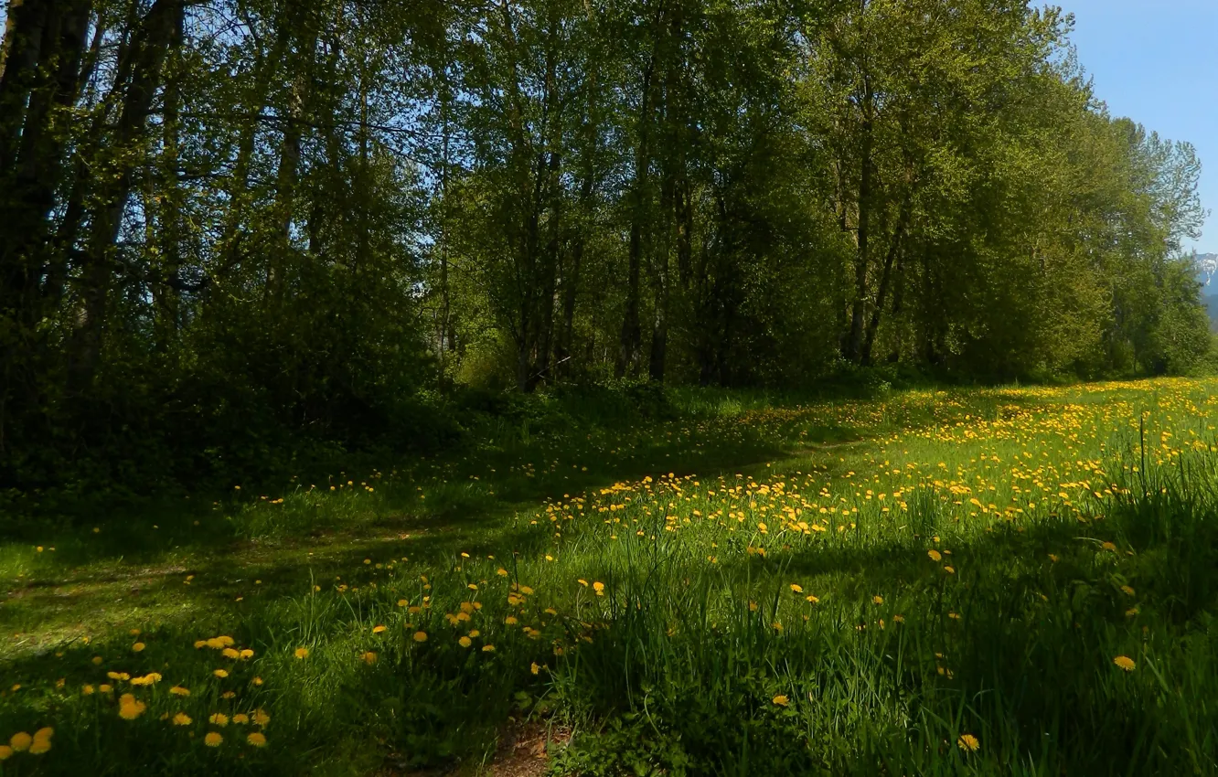 Фото обои трава, деревья, поляна, Лето, summer, цветочки, trees, nature