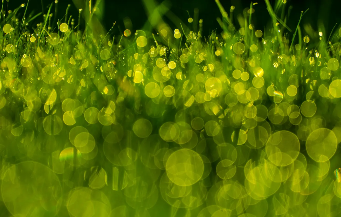 Фото обои трава, макро, роса, зеленая, боке